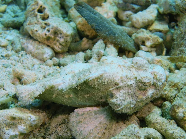 Scorpionfish, wyspy Bali, w mieście Pemuteran — Zdjęcie stockowe