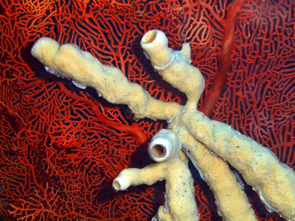 Подводный демон, остров Бали, Пемброан — стоковое фото