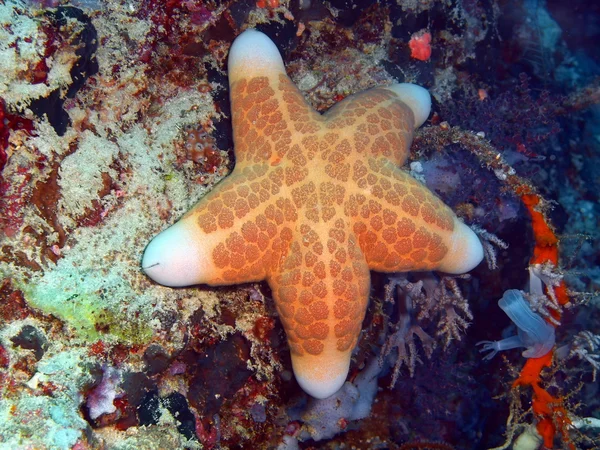 Starfish, Ilha Bali, Pemuteran — Fotografia de Stock
