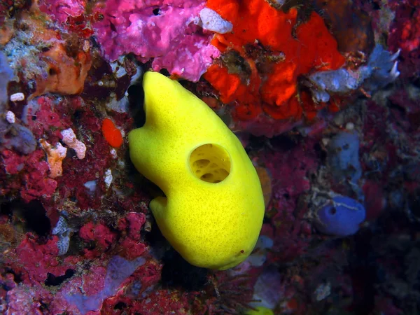 Demosponge, Isla de Bali, Pemútero — Foto de Stock