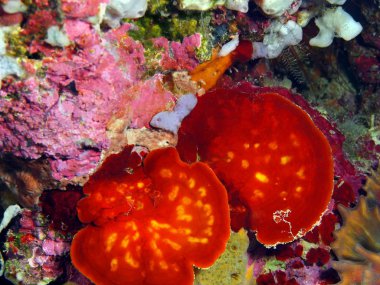 Taş mercan, Adası Bali, Pemuteran