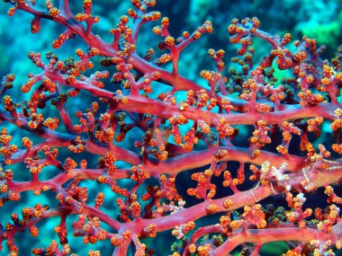 Yumuşak mercan, Adası Bali, Pemuteran