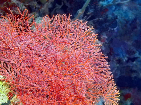 Gorgonian coral, Island Bali,  Pemuteran — Stock Photo, Image