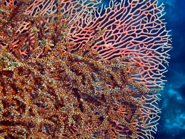 Coral gorgoniano, Isla de Bali, Pemútero —  Fotos de Stock