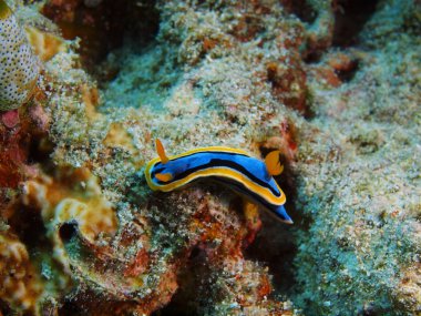 Demosponge, Adası Bali, Pemuteran