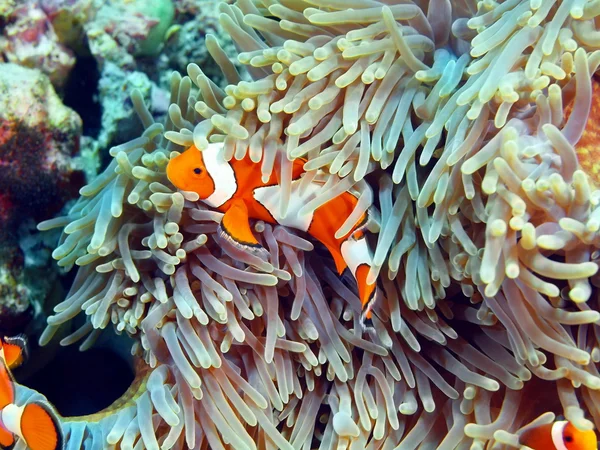 Demosponge, Île Bali, Pemuteran — Photo