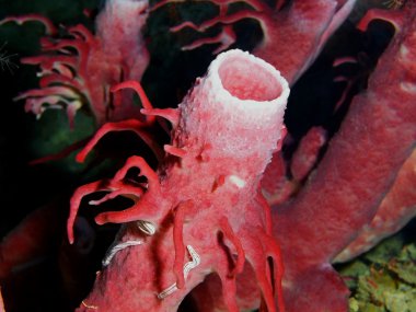 Demosponge, Adası Bali, Pemuteran