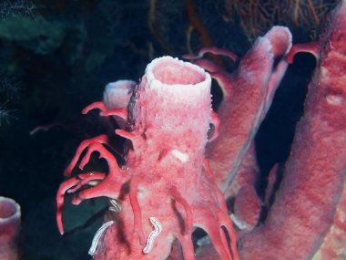 Demosponge, Adası Bali, Pemuteran