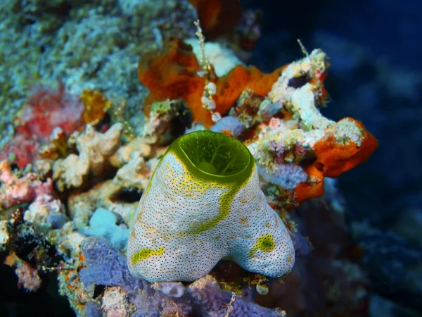 Pemuteran kőkorallon, Bali szigetén — Stock Fotó