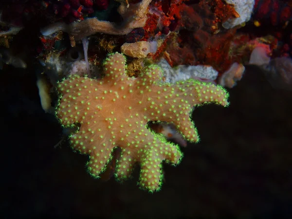 Kamienne rafy, wyspa Bali, Pemuteran — Zdjęcie stockowe