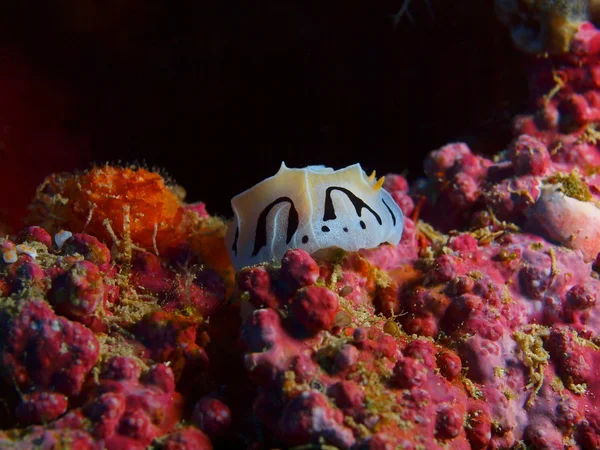 True sea slug, Island Bali,  Pemuteran — Stock Photo, Image