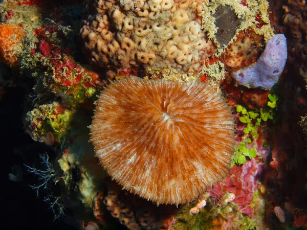 Sten korall, ön Bali, Pemuteran — Stockfoto