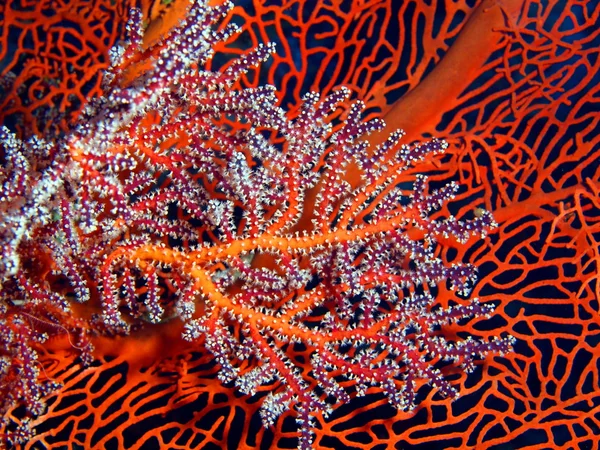 Gorgonian кораловий острів Балі, Pemuteran — стокове фото