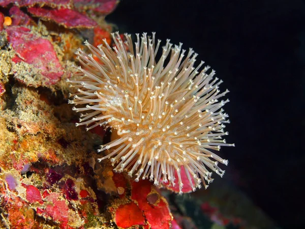 Soft coral, Island Bali,  Pemuteran — Stock Photo, Image