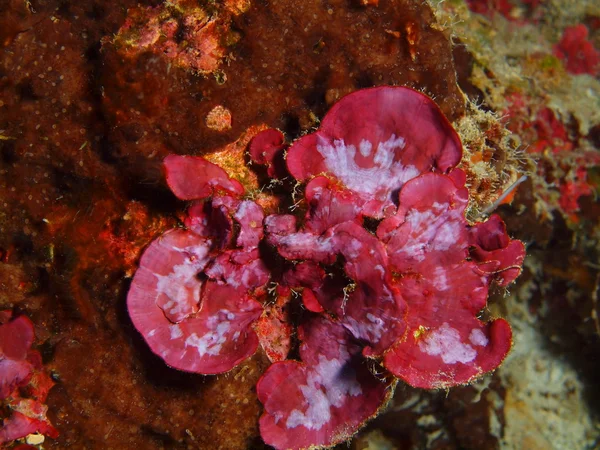 Corallo di pietra, Isola di Bali, Pemuterano — Foto Stock