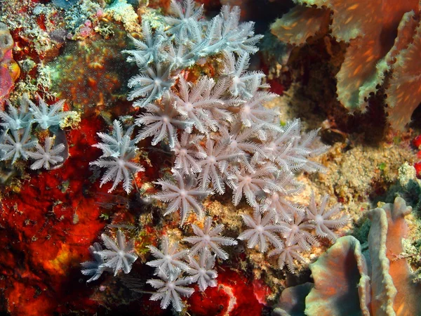 软珊瑚，巴厘岛，佩母德兰 — 图库照片