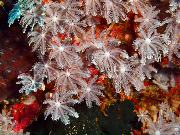 Мягкие кораллы, Остров Бали, Пемматеран — стоковое фото