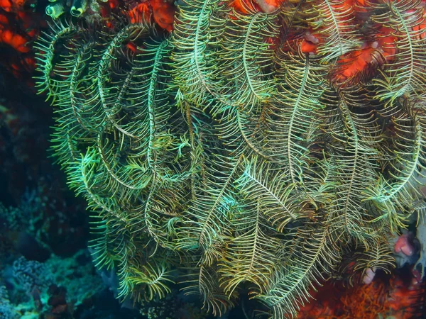 Crinoid, Island  Bali, Pemuteran — Stock Photo, Image