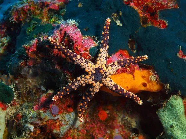 ヒトデ、バリ島、プムトゥラン — ストック写真