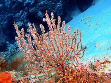 Gorgonian mercan, Adası Bali, Pemuteran