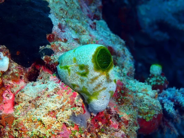 ホヤ、バリ島、プムトゥラン — ストック写真