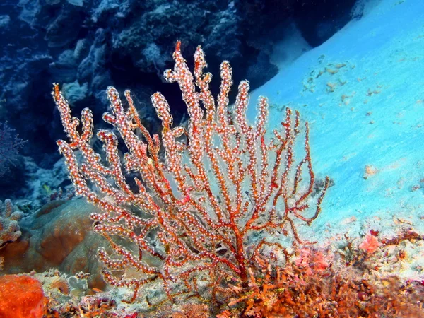 Coral Gorgoniano, Ilha Bali, Pemuterão — Fotografia de Stock