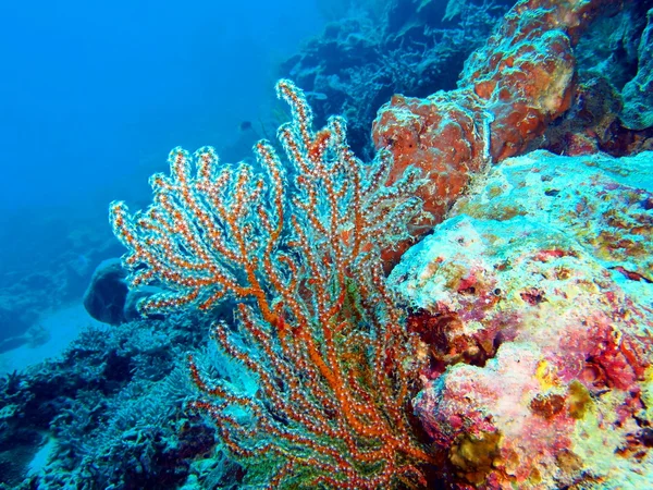 Deniz yıldızı, Adası Bali, Pemuteran — Stok fotoğraf