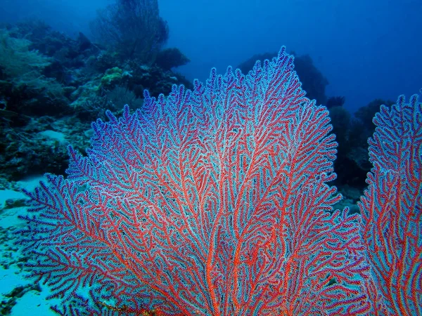 Estrella de mar, Isla de Bali, Pemútero —  Fotos de Stock