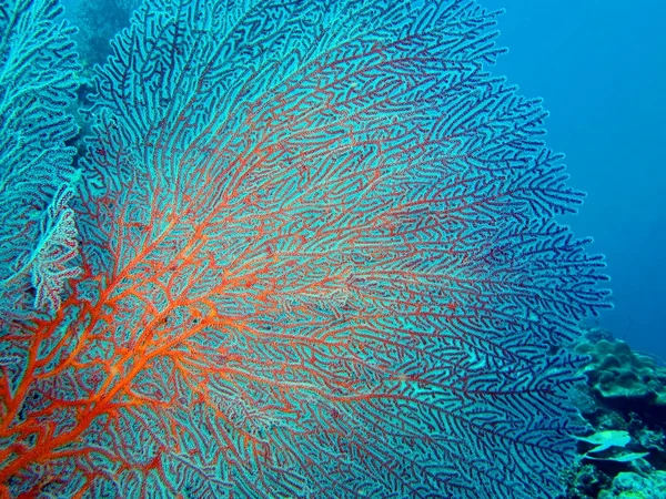 Estrella de mar, Isla de Bali, Pemútero Imagen De Stock