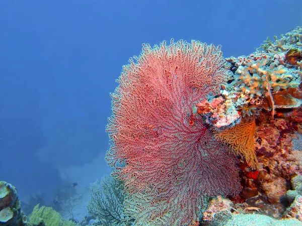 Hoornkoralen koraal, eiland Bali, Pemuteran — Stockfoto
