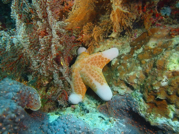 Starfish, eiland Bali, Pemuteran — Stockfoto