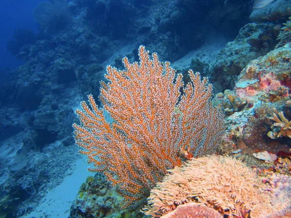 Coral gorgonií, ostrov Bali, Pemuteran — Stock fotografie