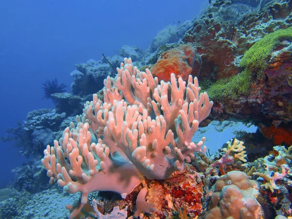 Coral blando, Isla de Bali, Pemuterino —  Fotos de Stock