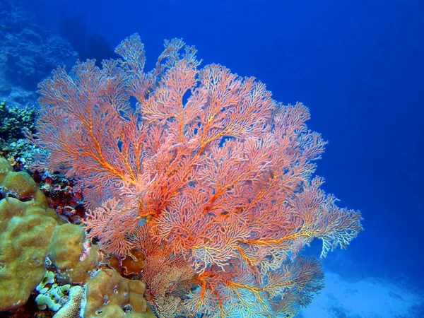 Gorgonian mercan, Adası Bali, Pemuteran