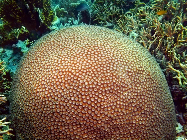 Sten korall, ön Bali, Pemuteran — Stockfoto