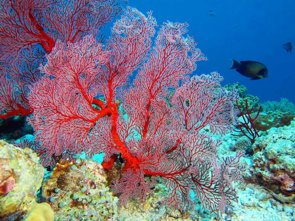 Coral Gorgoniano, Ilha Bali, Pemuterão Imagens Royalty-Free