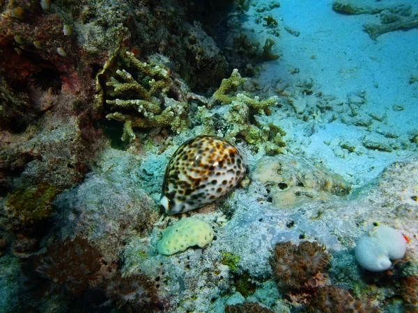 Guscio di Cowrie, Isola di Bali, Pemutero — Foto Stock