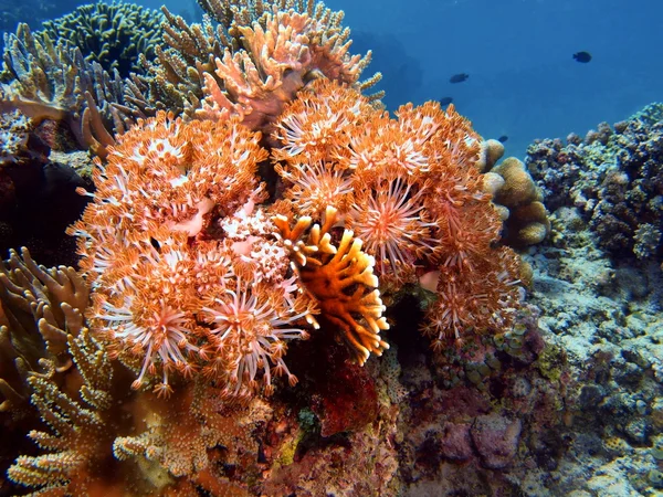 Coral mole, Ilha Bali, Pemuterão — Fotografia de Stock