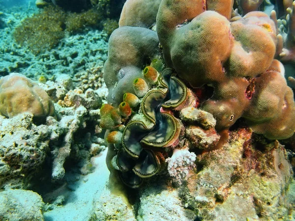 Enorme clam, eiland Bali, Pemuteran — Stockfoto