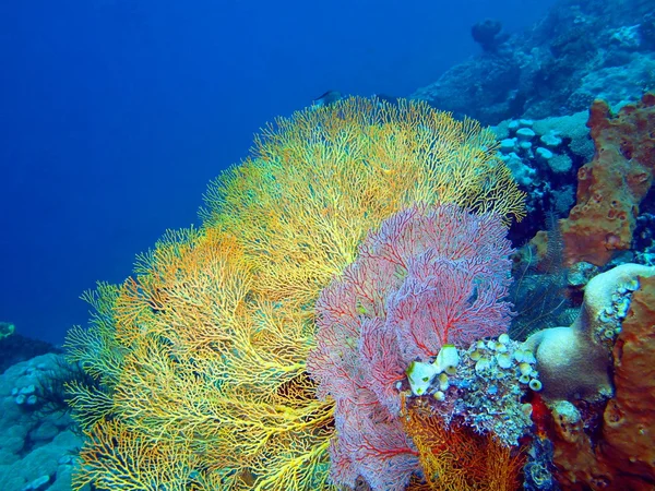 Горгонские кораллы, остров Бали, Пемброан — стоковое фото