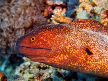 Müren balığı, Adası Bali, Pemuteran