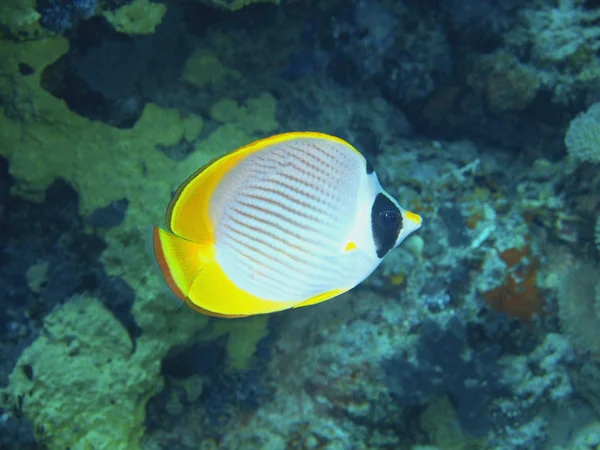 サンゴ礁の魚たち、バリ島、プムトゥラン — ストック写真