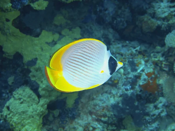 Korallrevsfisk, ön Bali, Pemuteran — Stockfoto