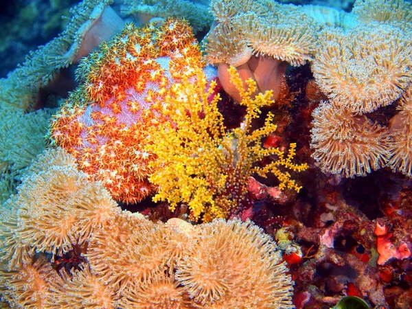 Morbido corallo, Isola di Bali, Pemutero — Foto Stock