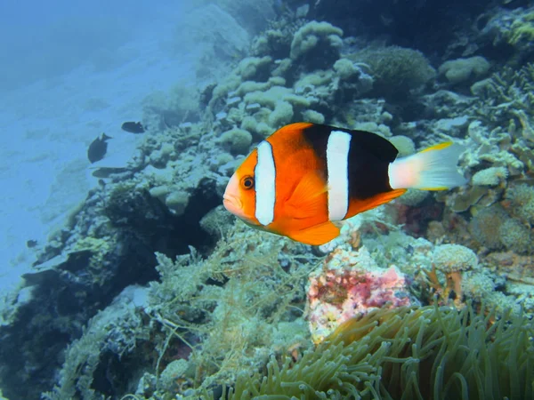 Pagliaccio-pesce, Isola di Bali, Pemutero — Foto Stock