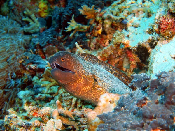 Moray węgorzy, wyspa Bali, Pemuteran — Zdjęcie stockowe