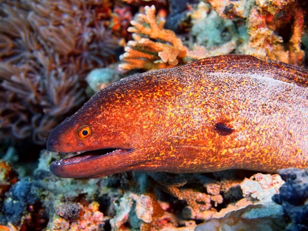 Moray eel, eiland Bali, Pemuteran — Stockfoto