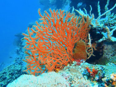 Gorgonian coral, Island  Bali, Pemuteran clipart
