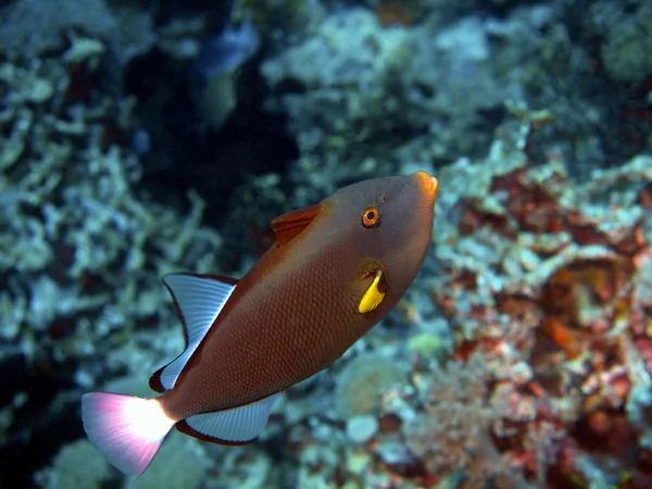 Coral fish, Island  Bali,  Pemuteran — Stock Photo, Image