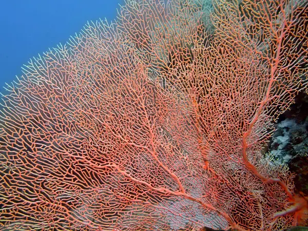 Gorgonian coral, Island  Bali, Pemuteran — Stock Photo, Image